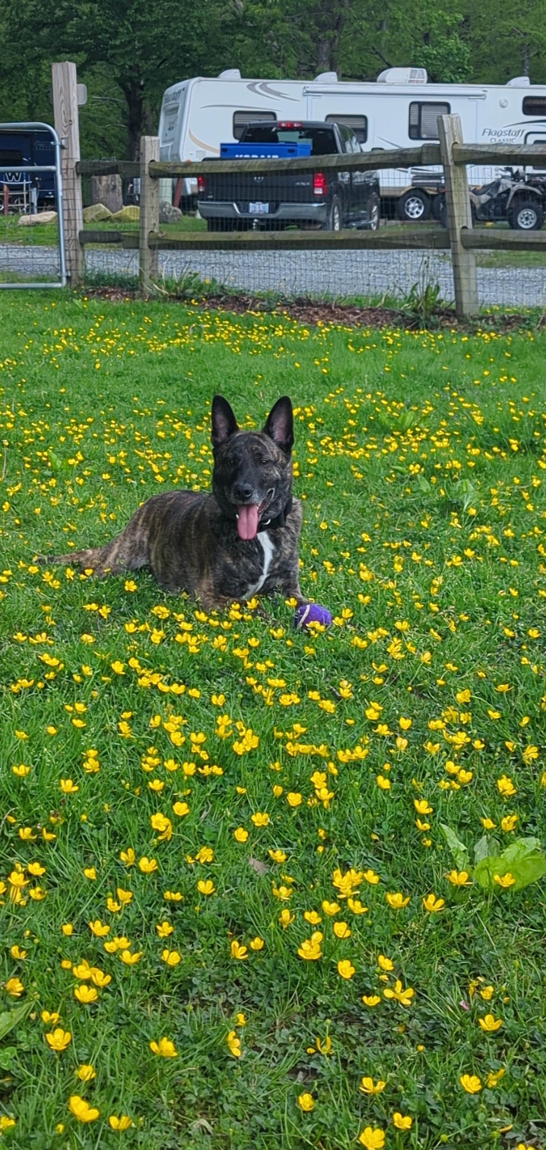 Charles H.'s photo of camping with pets at Grandfather Campground near Beech Mountain, NC