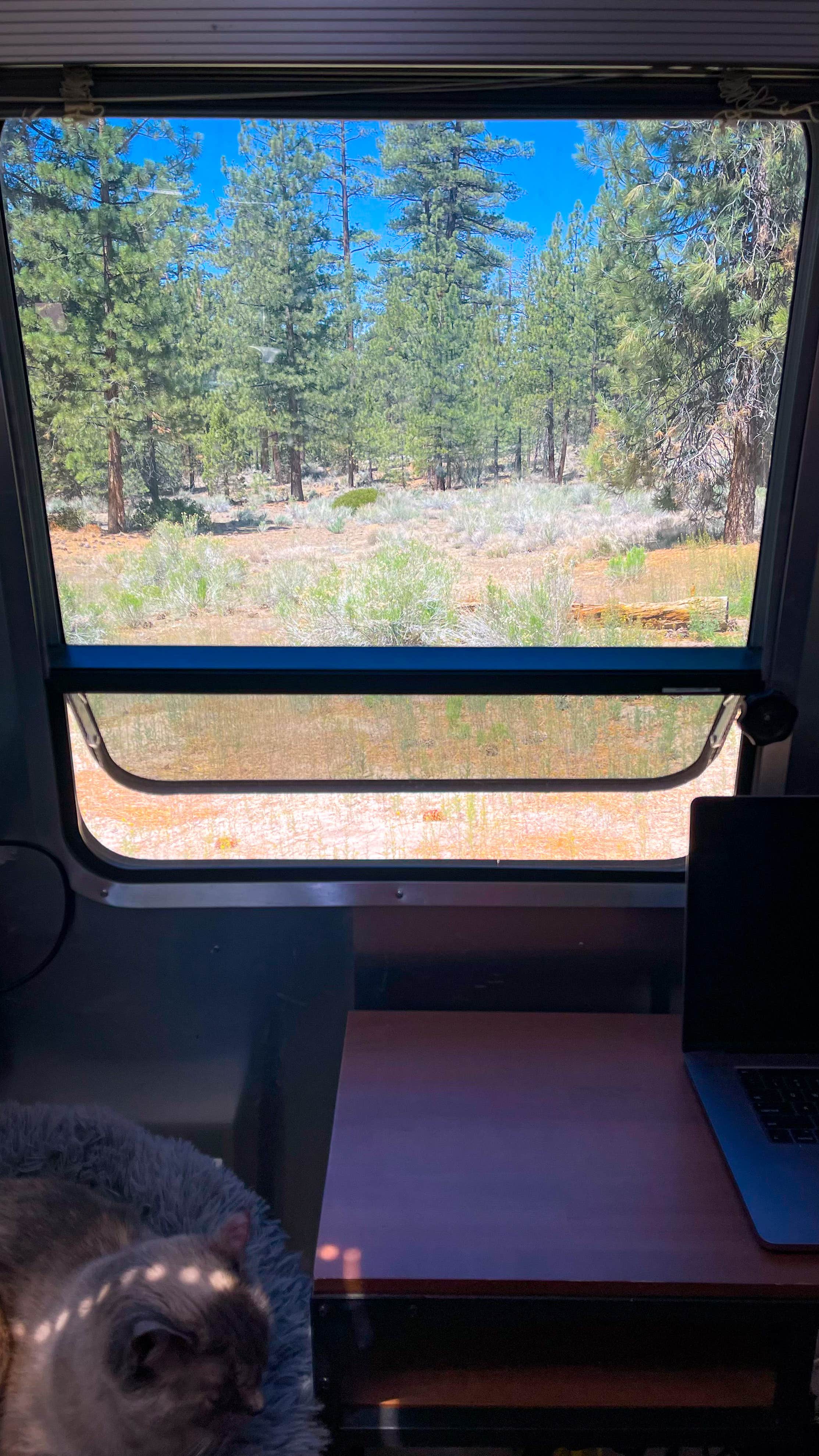 Camper-submitted photo at Coon Creek Yellow Post Sites near Forest Falls, CA