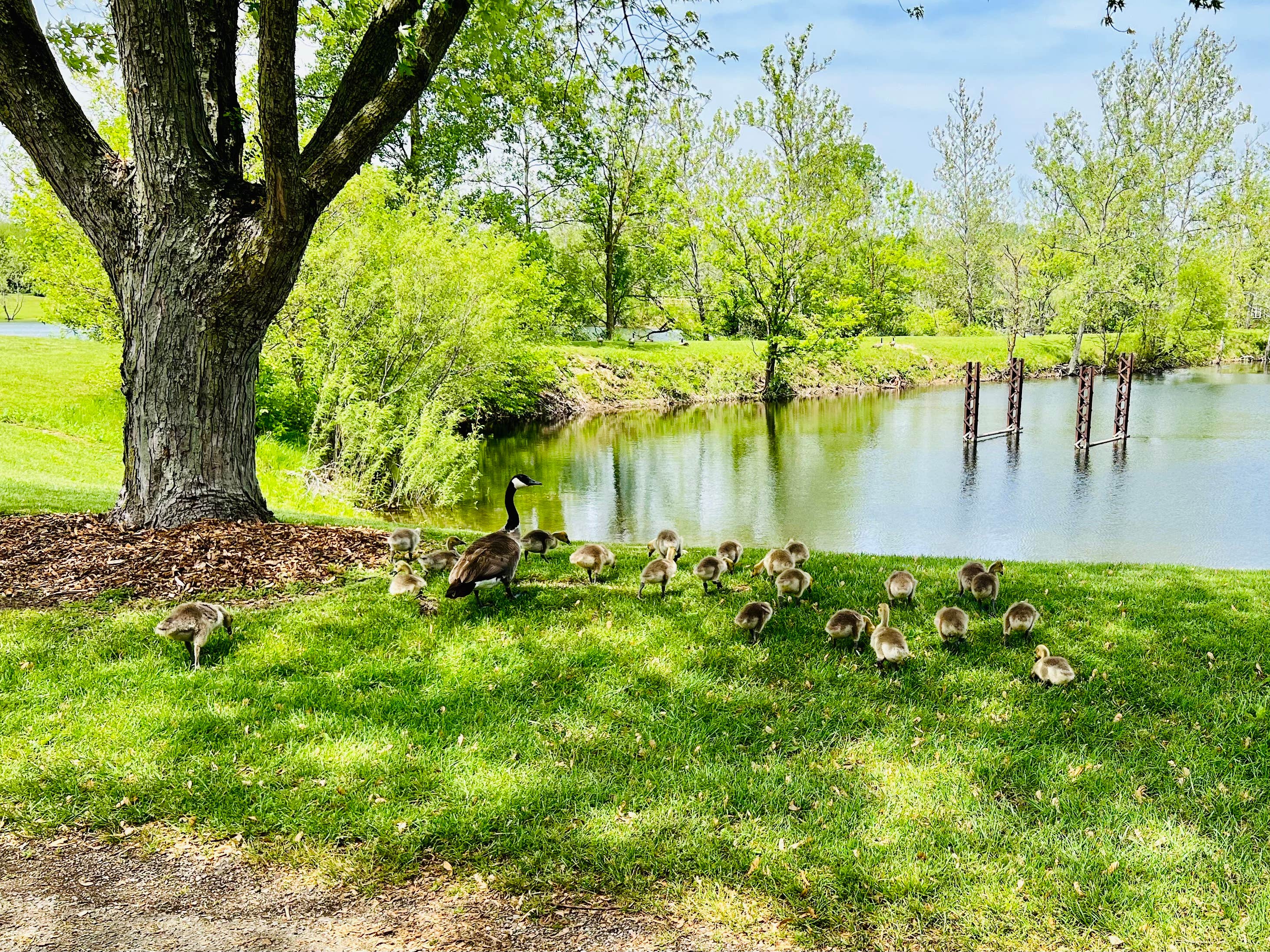 Camper submitted image from Old Mill Run Park - 3