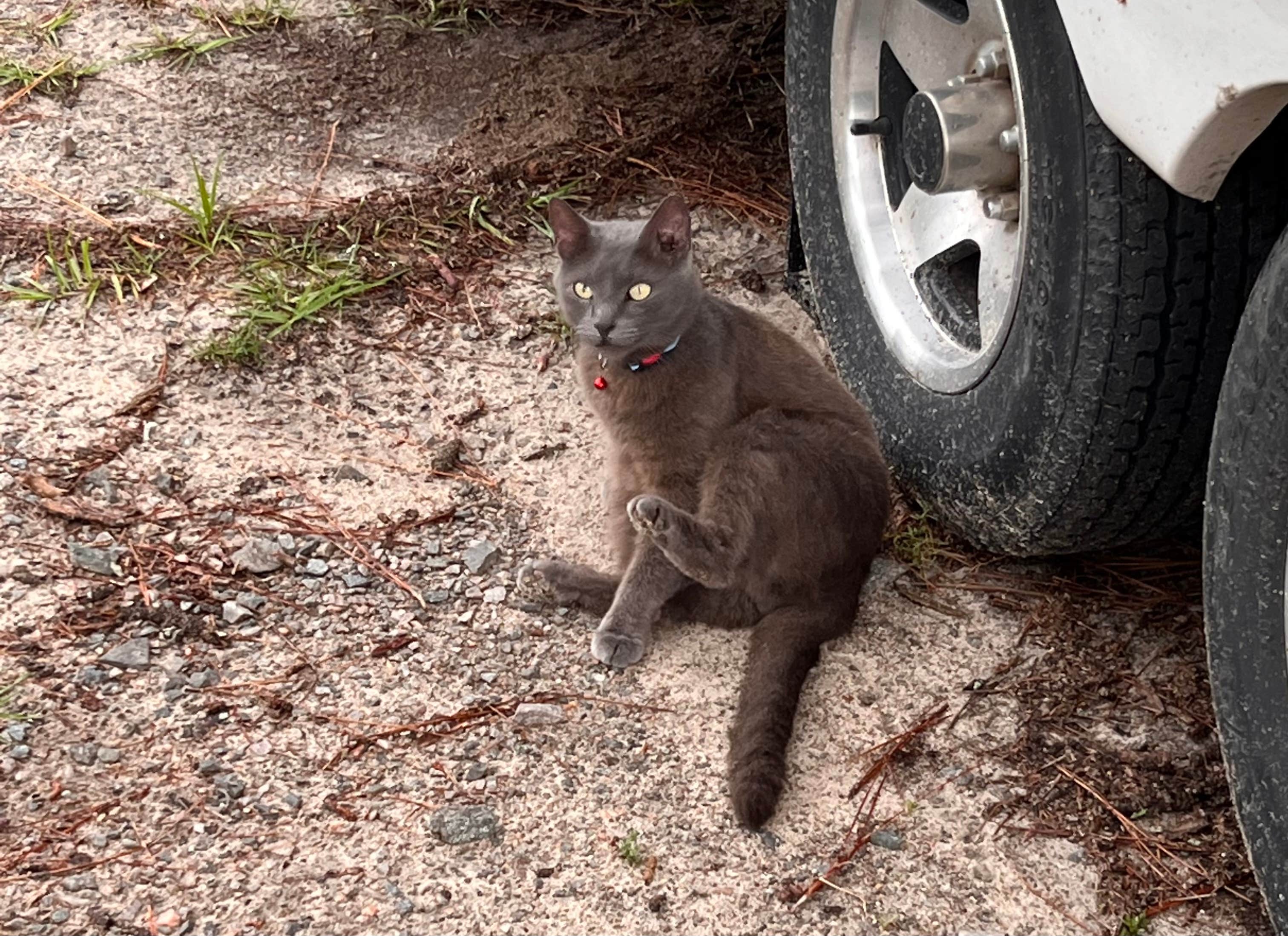Journey's photo of camping with pets at Pine Acres Campground and RV Park near J. Strom Thurmond Lake