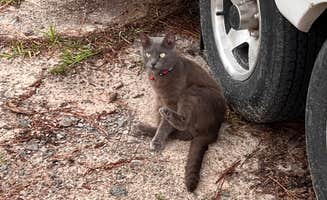 Journey's photo of camping with pets at Pine Acres Campground and RV Park near J. Strom Thurmond Lake