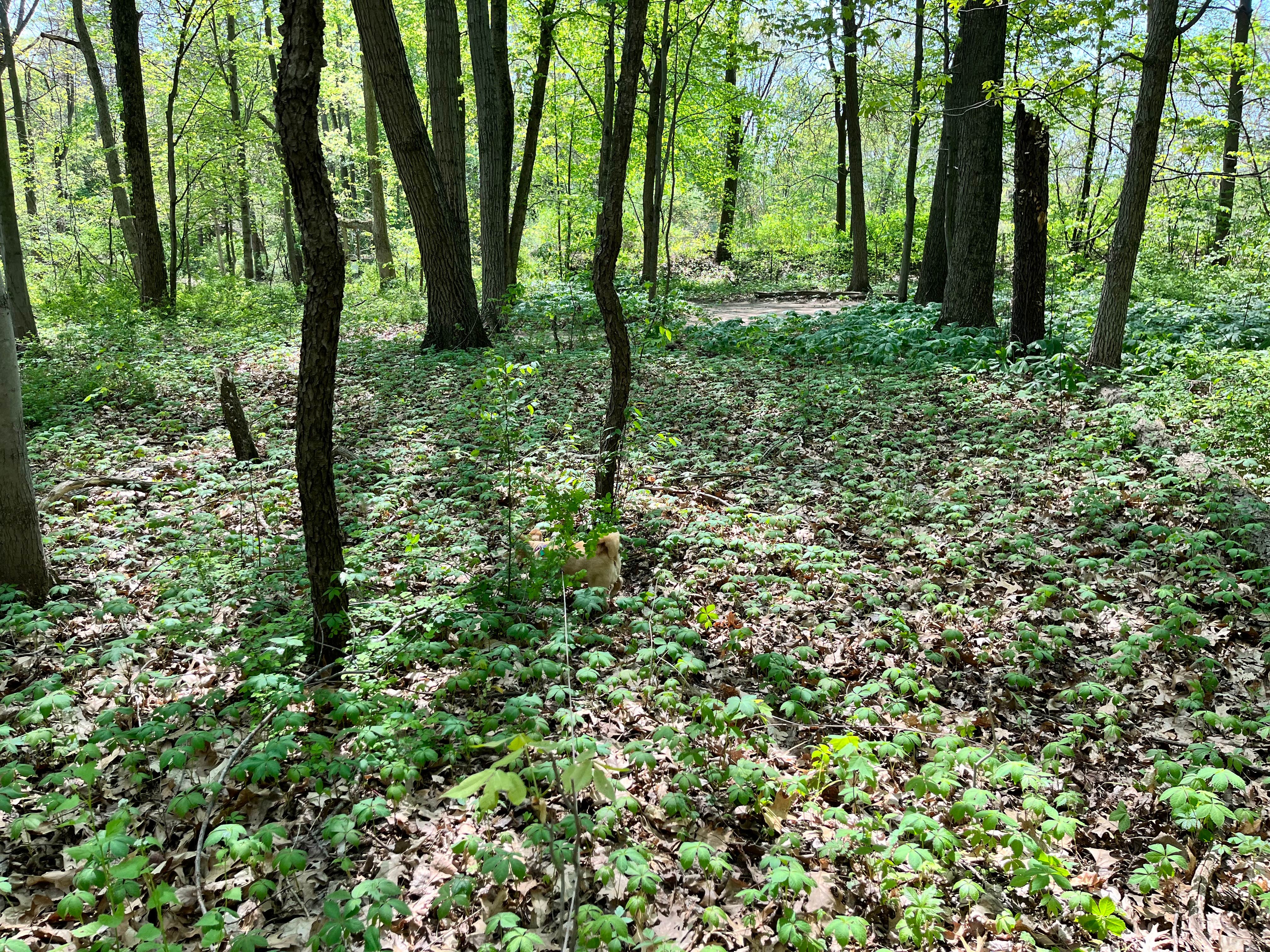 Camper-submitted photo at Sharp Park Campground near Caledonia, MI