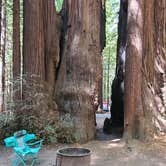 Review photo of Burlington Campground — Humboldt Redwoods State Park by Teresa V., May 22, 2022