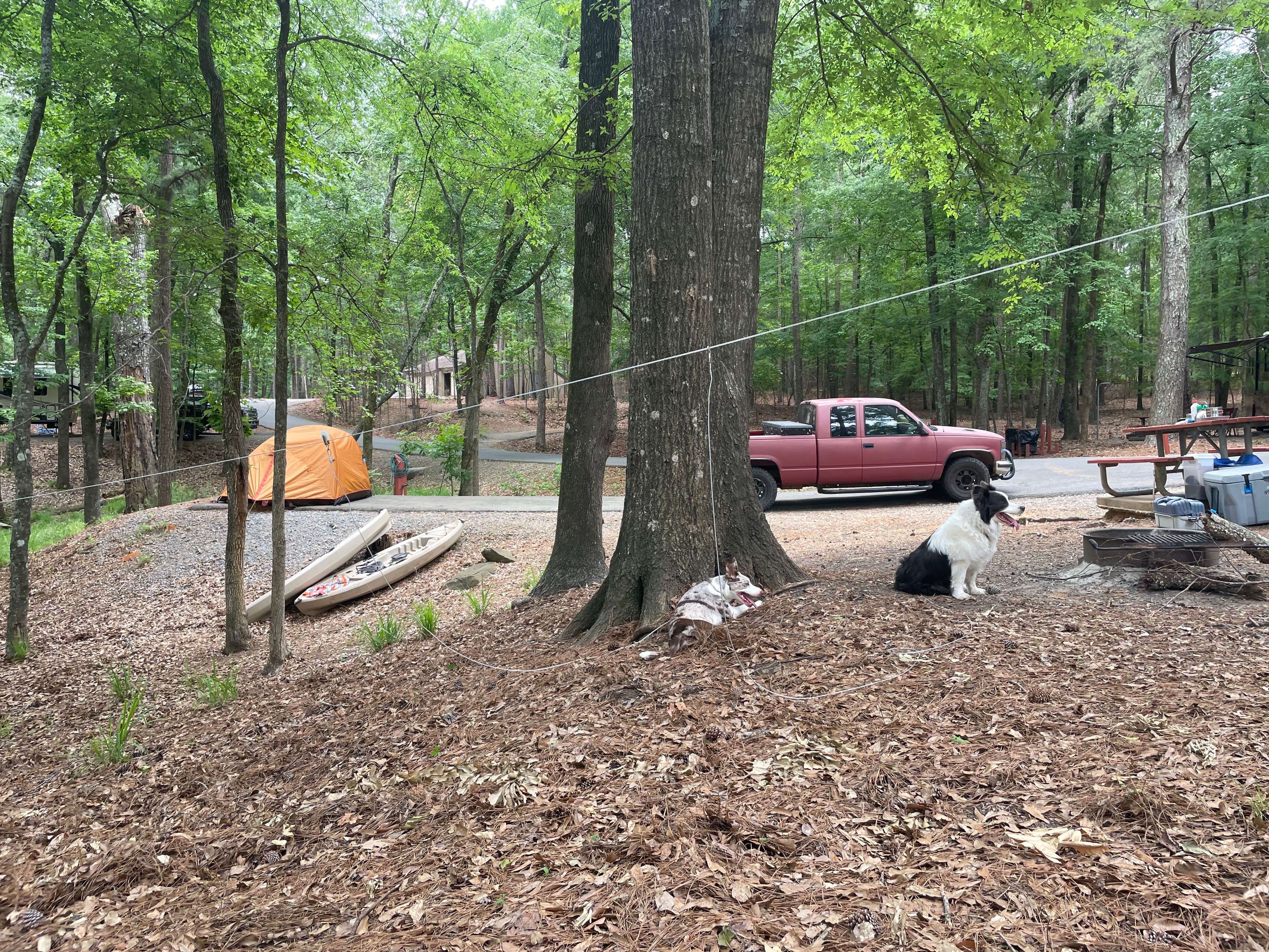 Penny A.'s photo of camping with pets at Lake Claiborne State Park Campground near Bossier City, LA