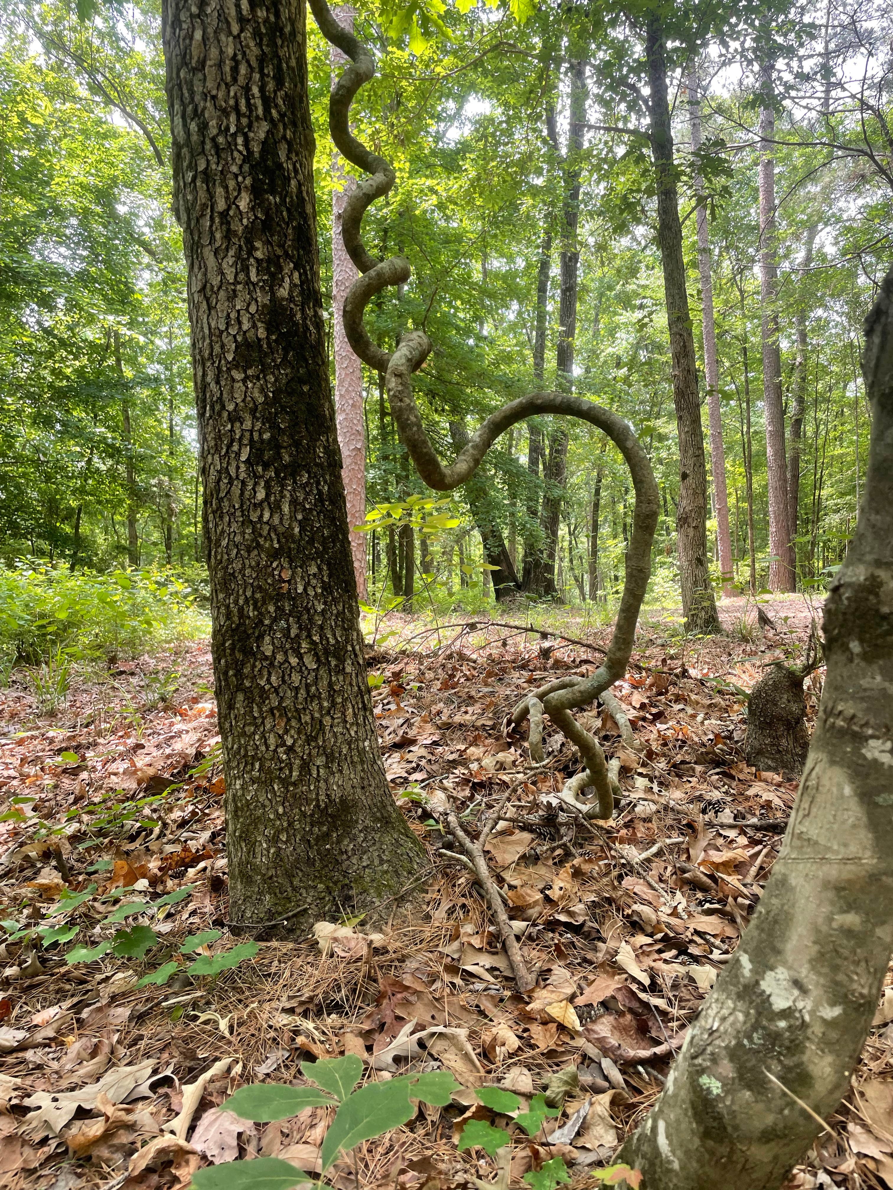 Camper submitted image from Lake Claiborne State Park Campground - 1