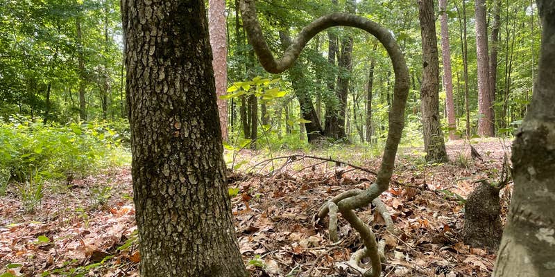Camper submitted image from Lake Claiborne State Park Campground