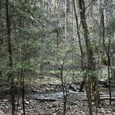 Review photo of Savage River State Forest by Neil T., May 23, 2022