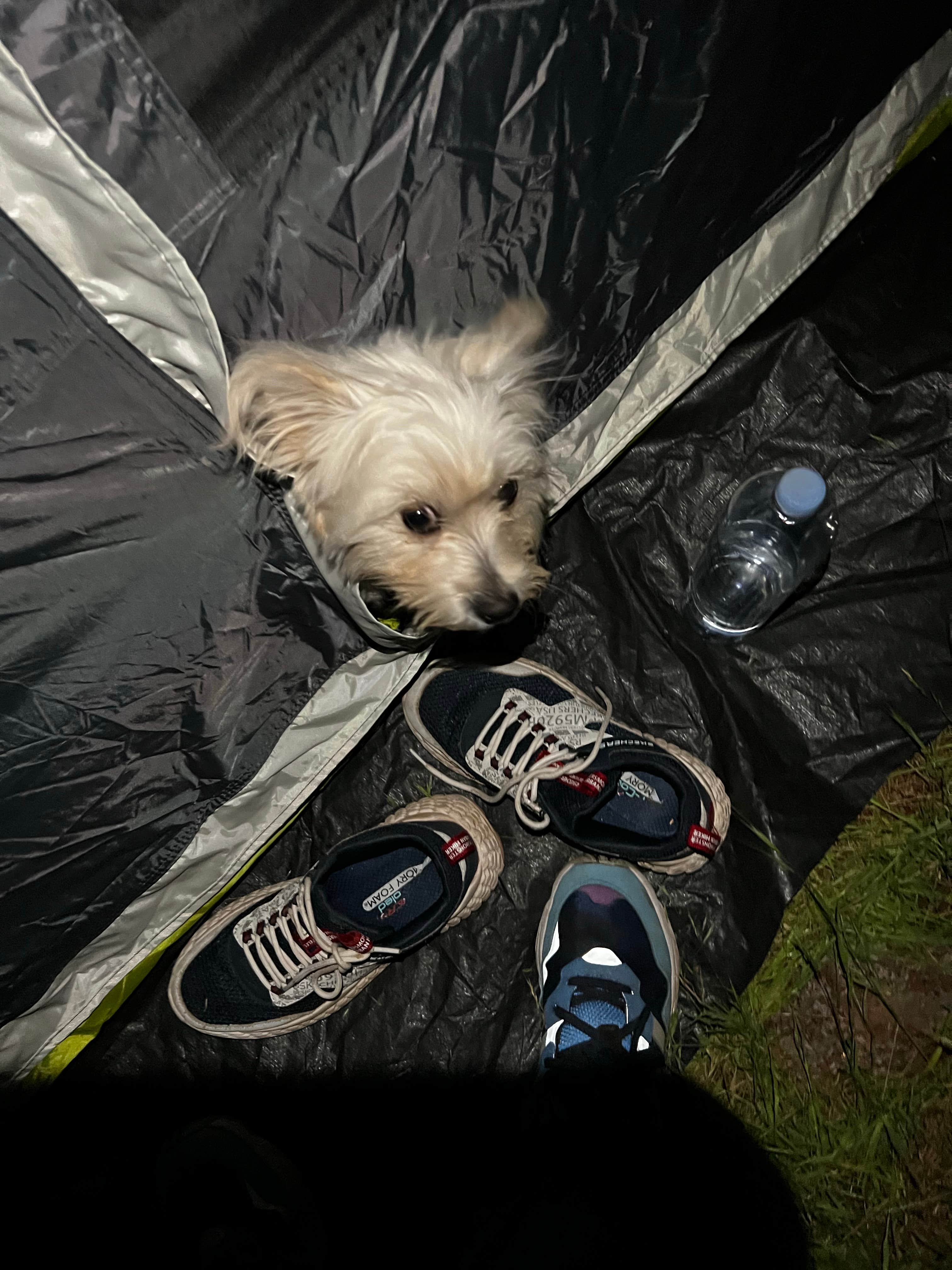 Maxim B.'s photo of camping with pets at Dru Barner Campground — Eldorado National Forest near Colfax, CA
