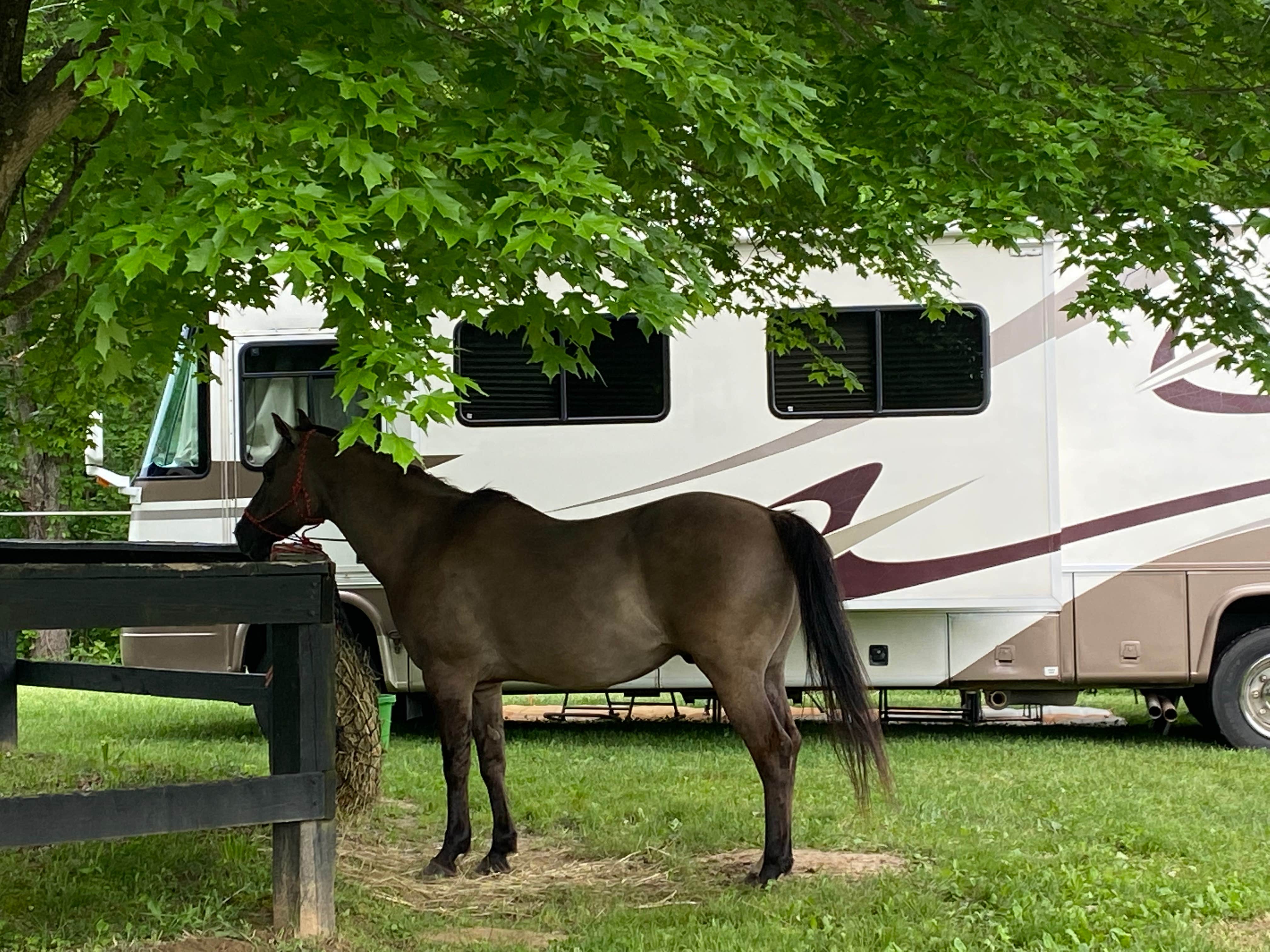 Gary J.'s photo of camping with a horse at Blackwell Campground — Hoosier National Forest in Indiana