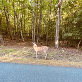 Review photo of Lake Norman State Park by chrissy D., May 23, 2022