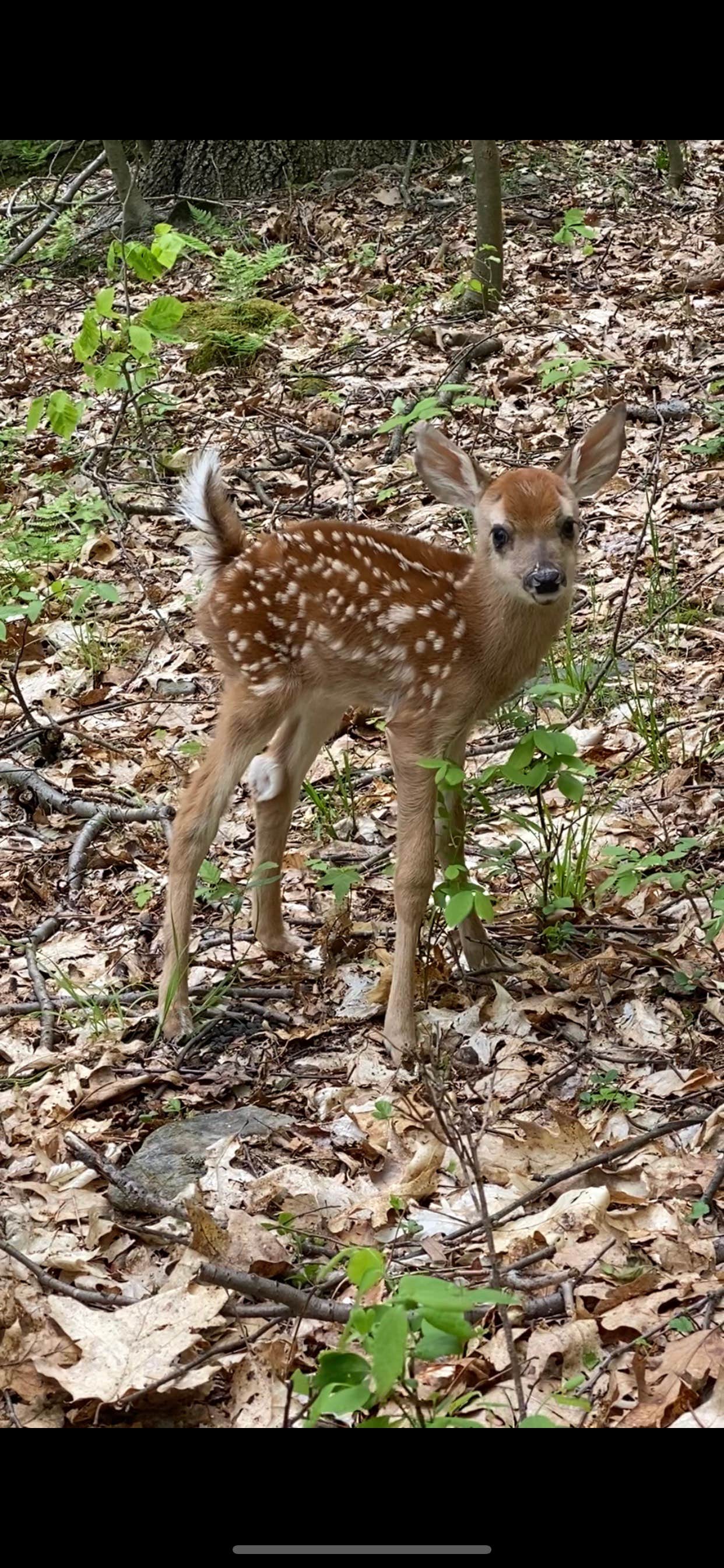 Camper-submitted photo at Starr Farm near Youngstown, OH