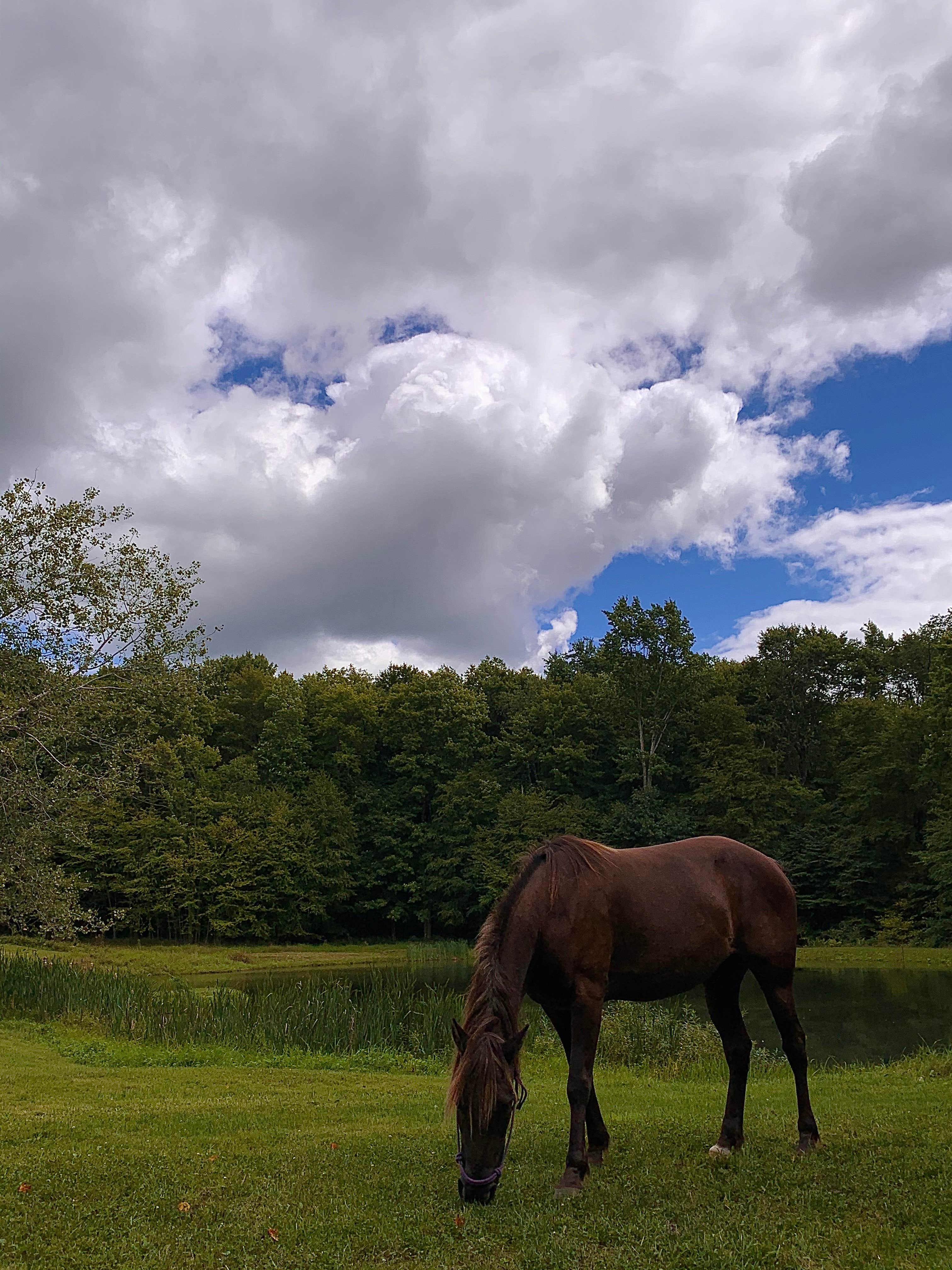 Liliana S.'s photo of camping with a horse at Starr Farm near Youngstown, OH
