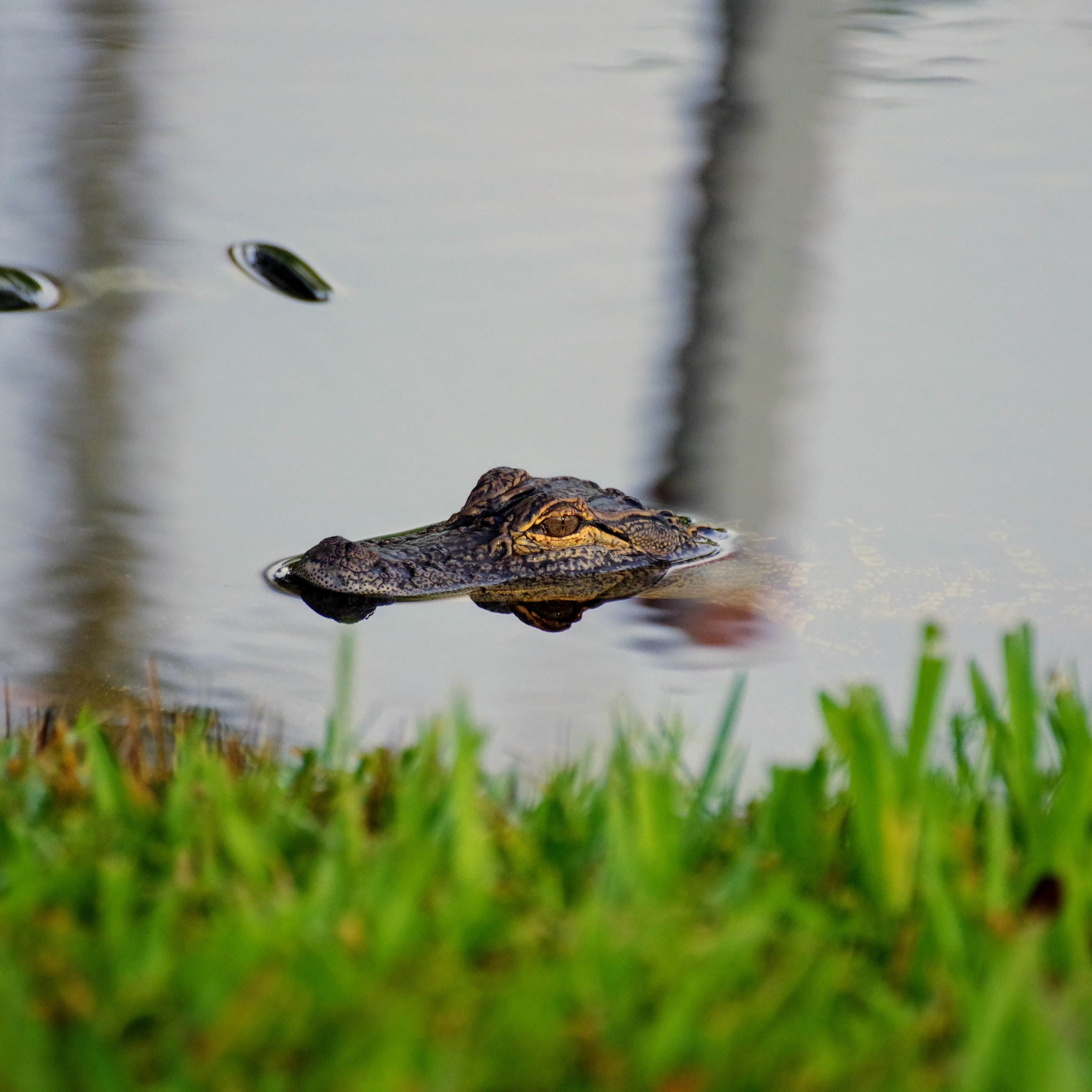 Camper submitted image from Manatee RV Park - 2