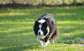 Tony G.'s photo of camping with pets at Manatee RV Park near St. Petersburg, FL