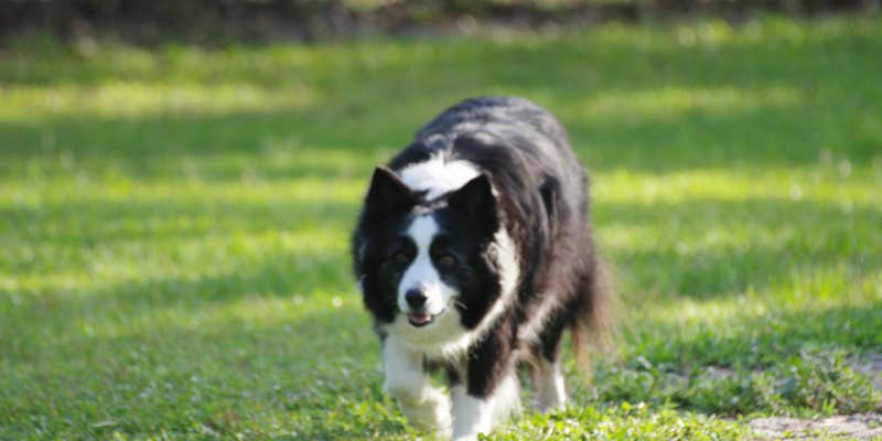 Camper submitted image from Manatee RV Park