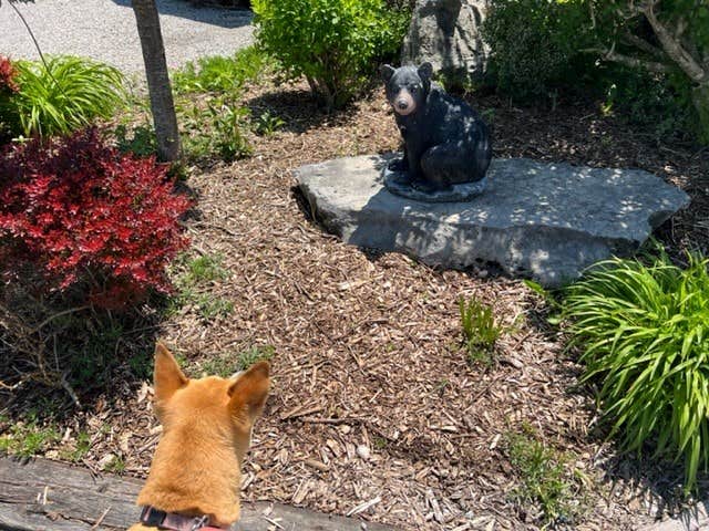 Duncan G.'s photo of camping with pets at Cave Country RV Campground near Campbellsville, KY