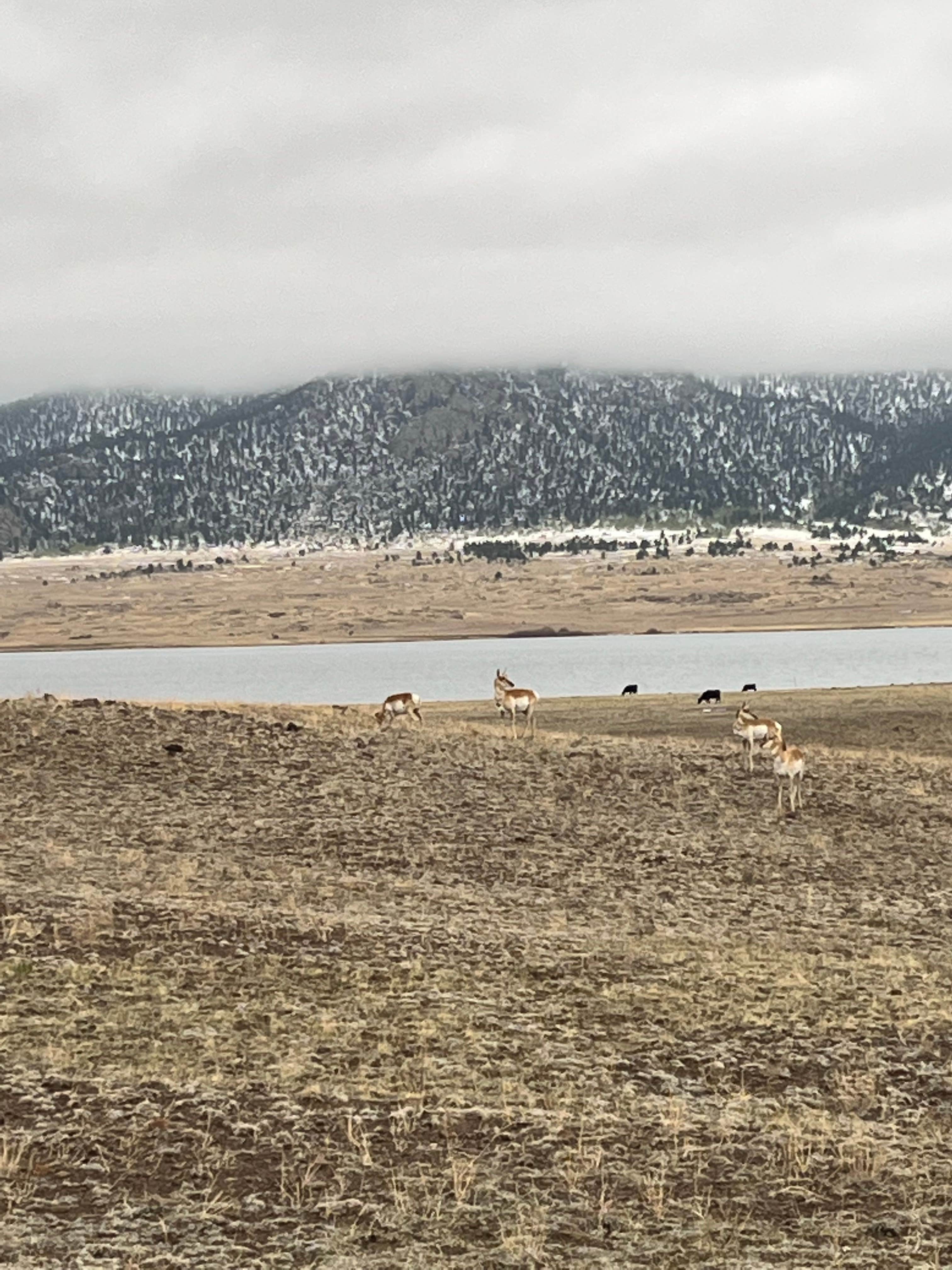 Camper-submitted photo at Lazy Boy Campground — Eleven Mile State Park near Hartsel, CO