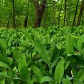 Review photo of Pike Lake Campground — Kettle Moraine State Forest-Pike Lake Unit by Kim , May 24, 2022