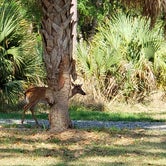 Review photo of Fort McAllister State Park Campground by Glenn S., May 24, 2022