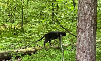 Al L.'s photo of camping with pets at Yellowwood State Forest near Unionville, IN
