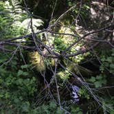 Review photo of Crystal Springs Campground — Kings Canyon National Park by Gannon N., July 14, 2018