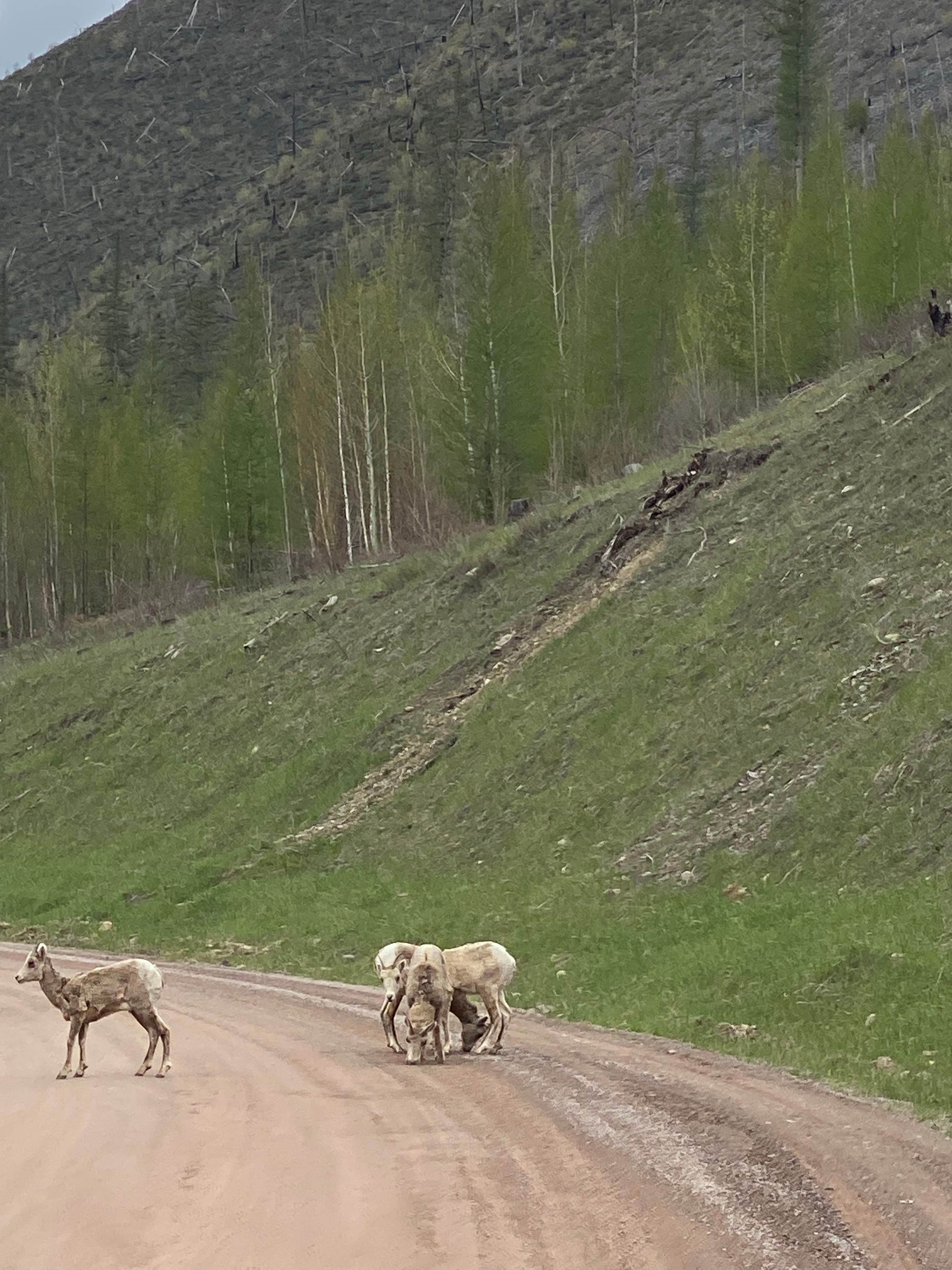 Amy E.'s photo of camping with pets at West Glacier KOA Resort near Whitefish, MT