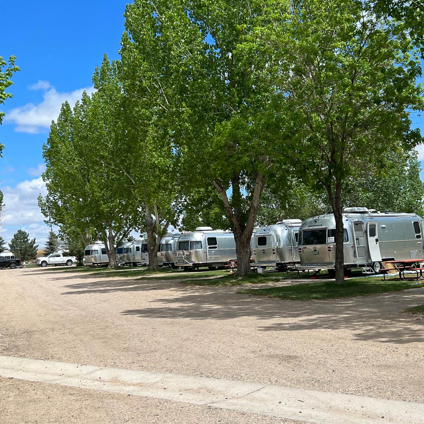 Grand junction blm christmas tree
