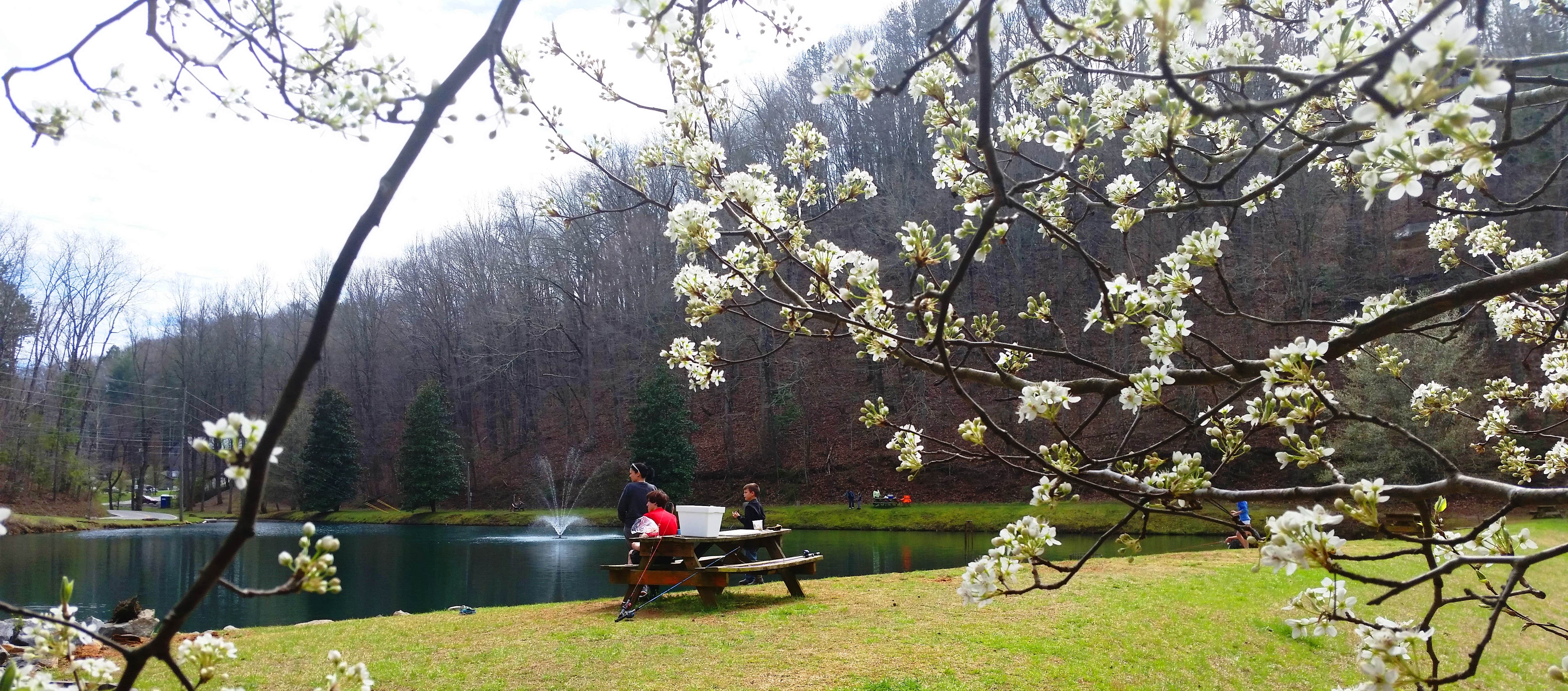 Camping near Salacoa Creek Park: Coosawattee River Resort, Carters Lake, Georgia