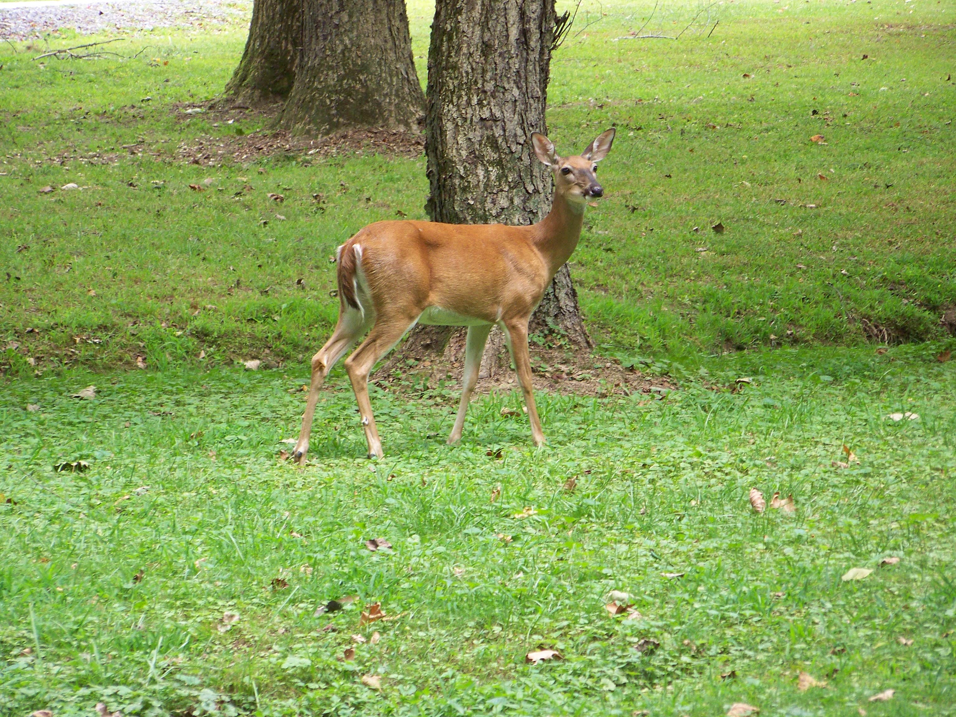 Camper-submitted photo at Coosawattee River Resort near Talking Rock, GA