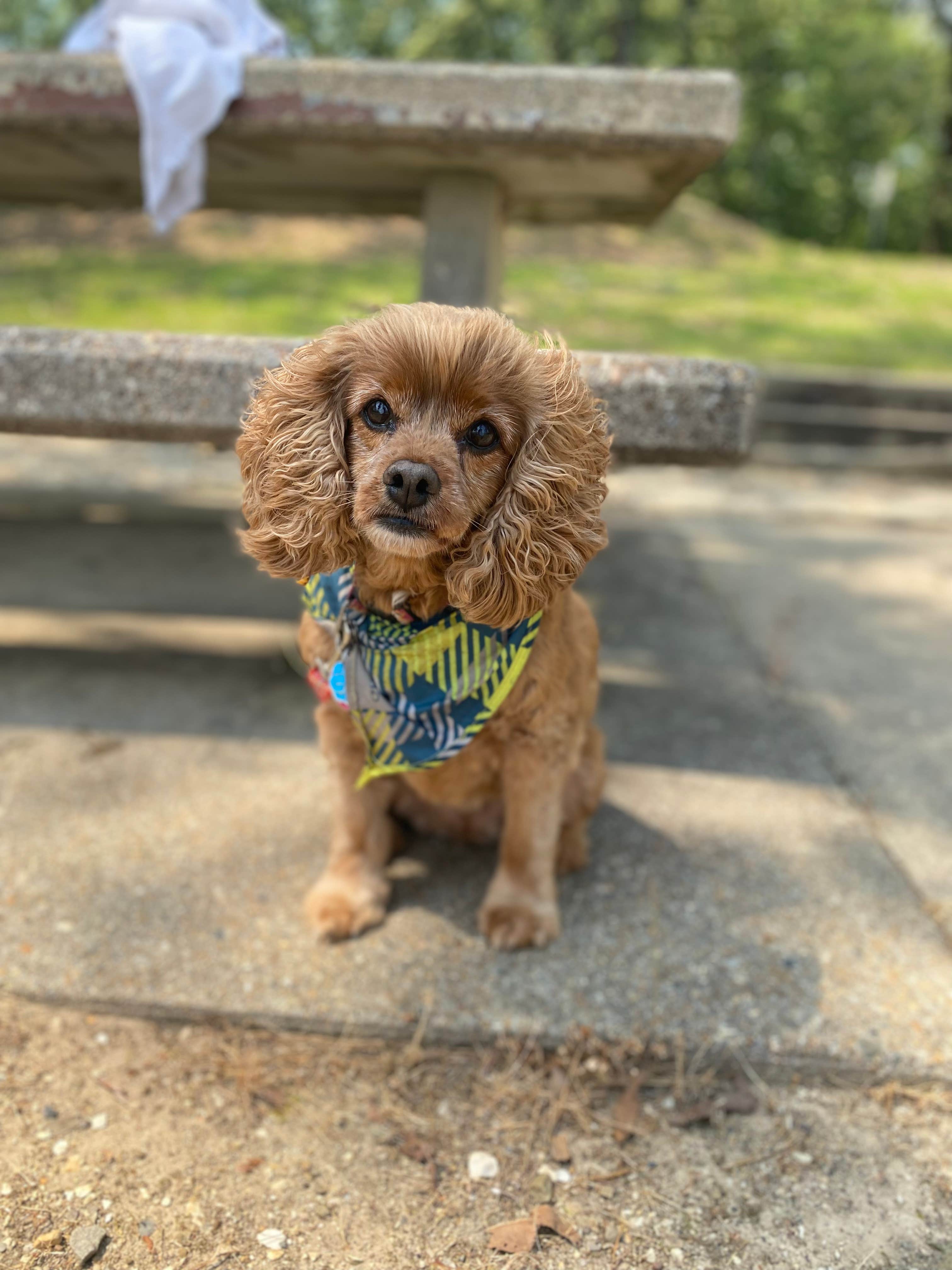 Cheri H.'s photo of camping with pets at Shouse Ford near Murfreesboro, AR