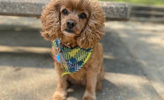 Cheri H.'s photo of camping with pets at Shouse Ford near Murfreesboro, AR