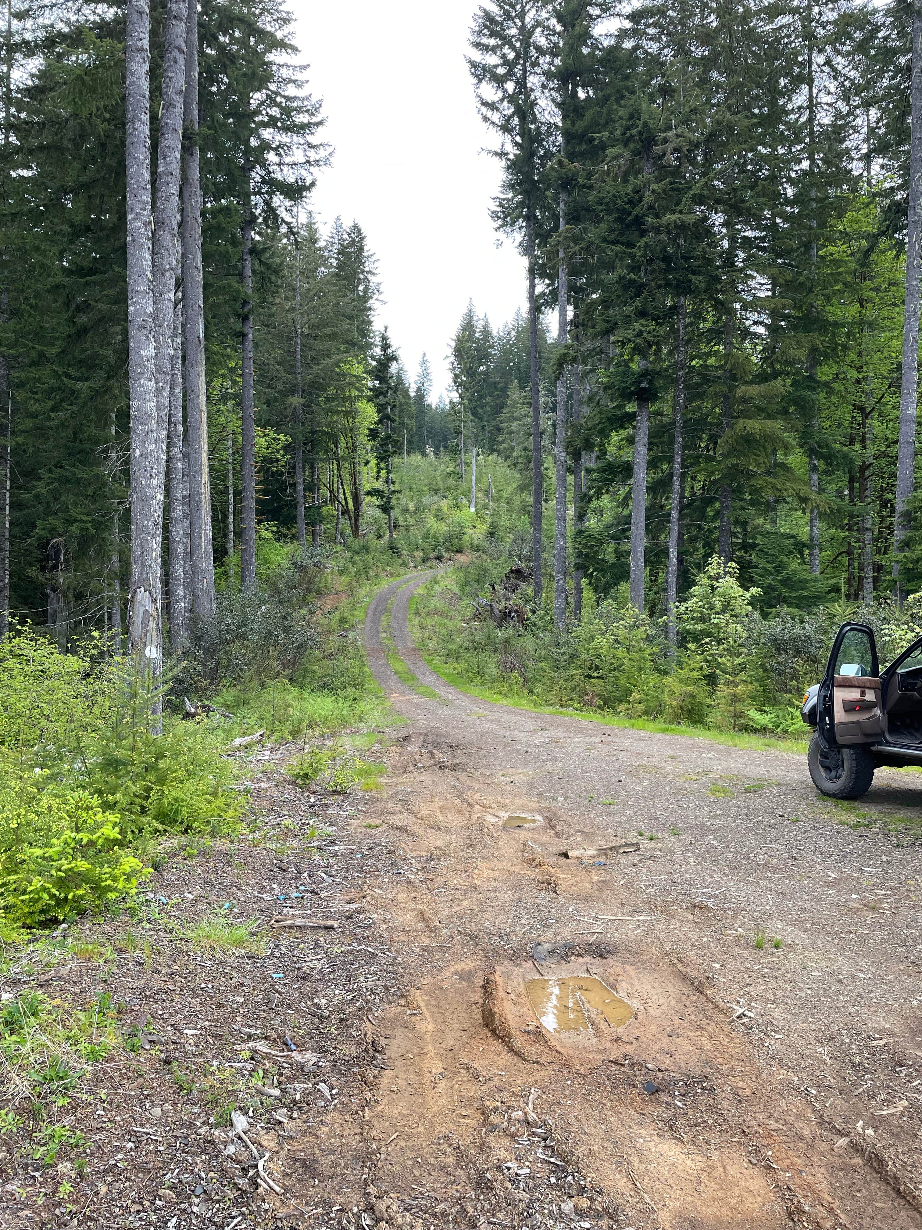 Camper submitted image from Tillamook Forest Dispersed - Shots and Pecks - 3