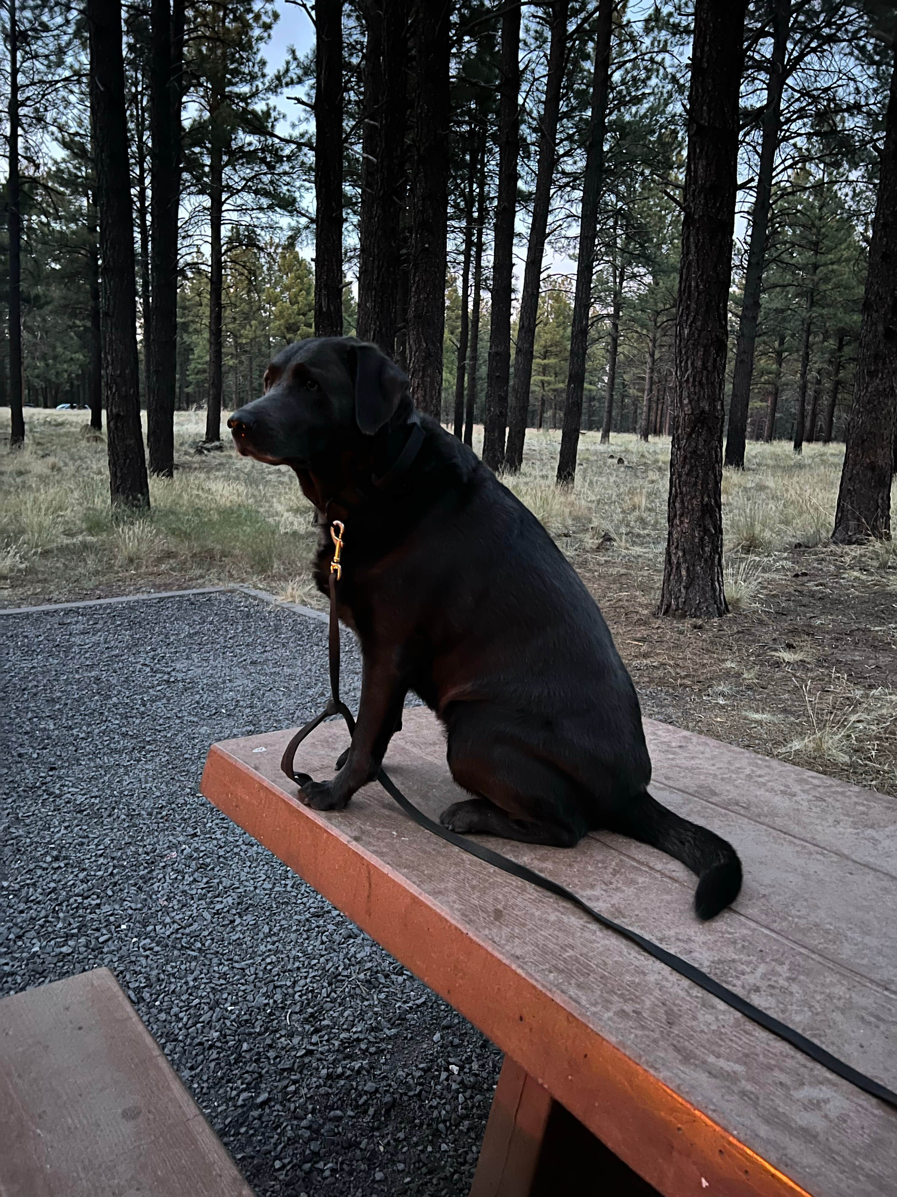 David D.'s photo of camping with pets at Kaibab Lake Sites And Group Areas near Parks, AZ