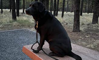 David D.'s photo of camping with pets at Kaibab Lake Sites And Group Areas near Seligman, AZ