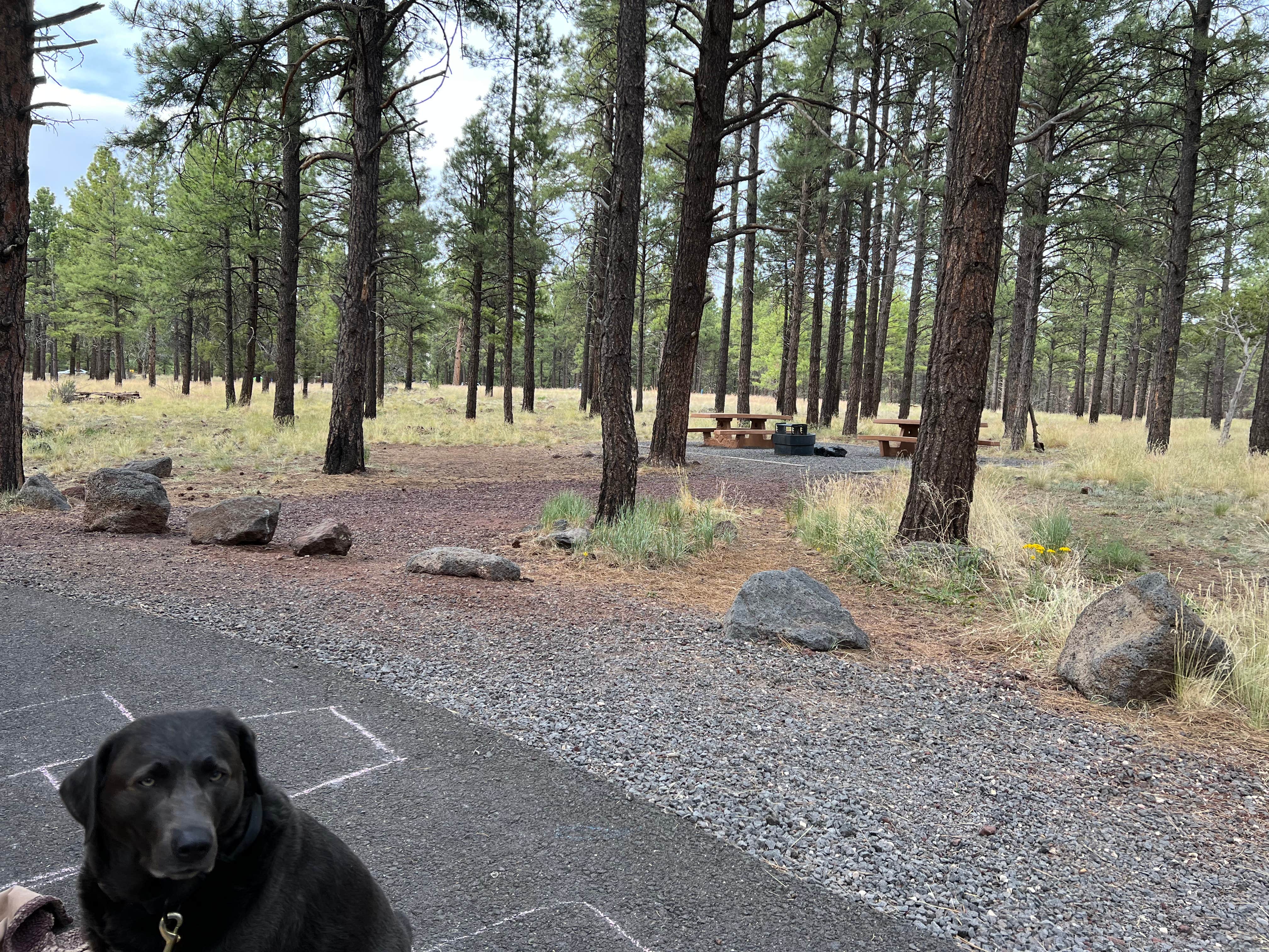 David D.'s photo of camping with pets at Kaibab Lake Sites And Group Areas near Williams, AZ