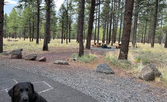 David D.'s photo of camping with pets at Kaibab Lake Sites And Group Areas near Kaibab National Forest