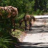 Review photo of Brickhill Bluff Wilderness Campsite — Cumberland Island National Seashore by PJ S., July 14, 2018