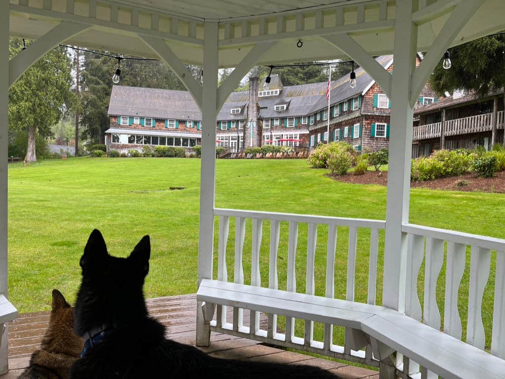 L's photo of camping with pets at Willaby Campground near Olympic National Forest