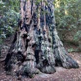 Review photo of Elk Prairie Campground — Prairie Creek Redwoods State Park by phillip L., July 26, 2016