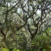 Review photo of Brickhill Bluff Wilderness Campsite — Cumberland Island National Seashore by PJ S., July 14, 2018