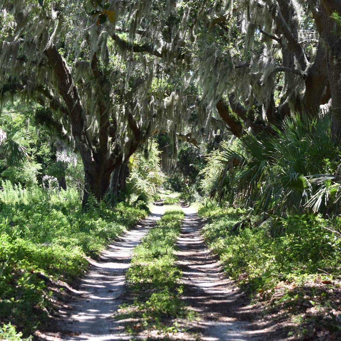 Brickhill Bluff Wilderness Campsite — Cumberland Island National ...