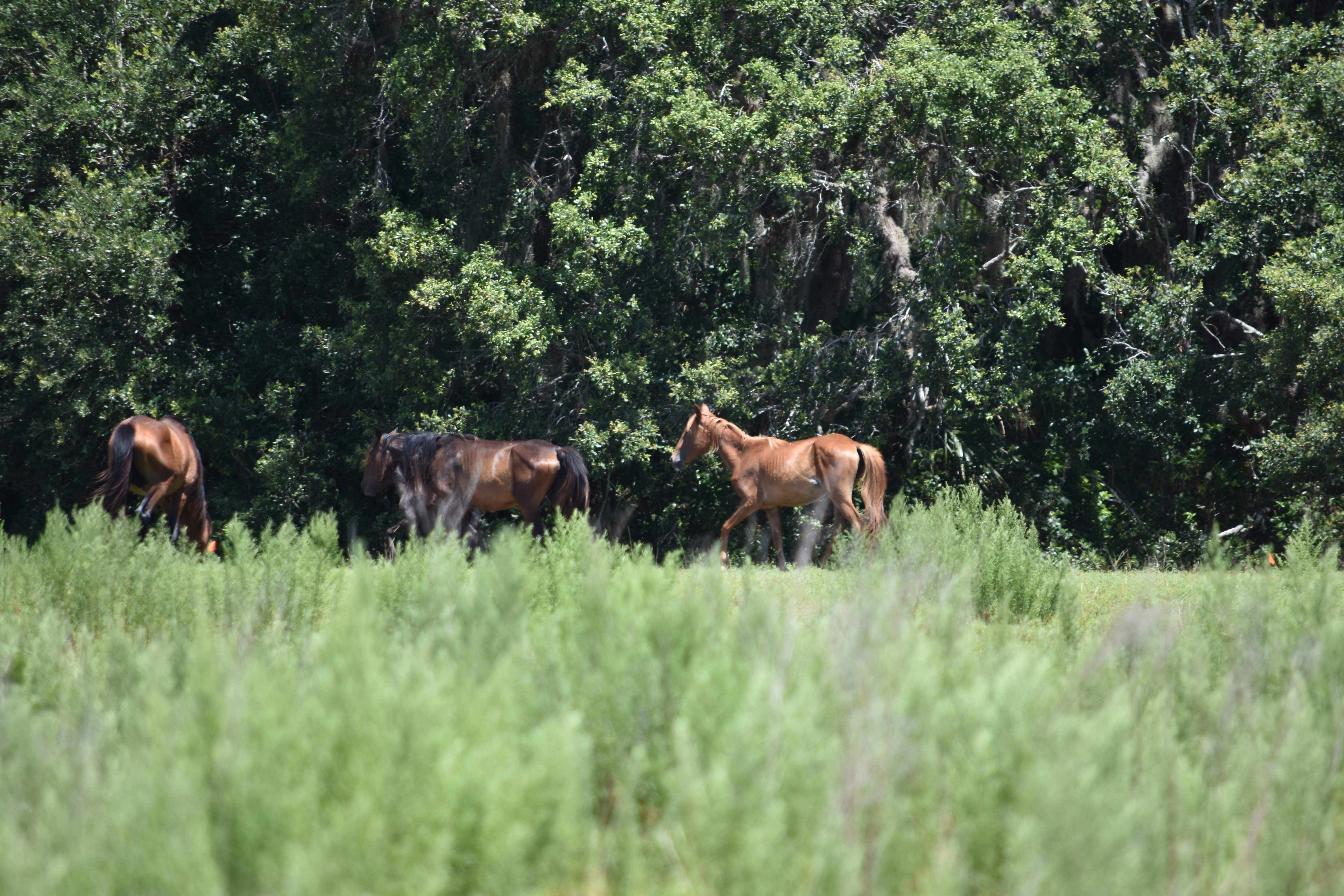 Camper-submitted photo at Brickhill Bluff Wilderness Campsite — Cumberland Island National Seashore near Cumberland Island National Seashore