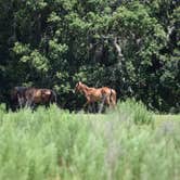 Review photo of Brickhill Bluff Wilderness Campsite — Cumberland Island National Seashore by PJ S., July 14, 2018