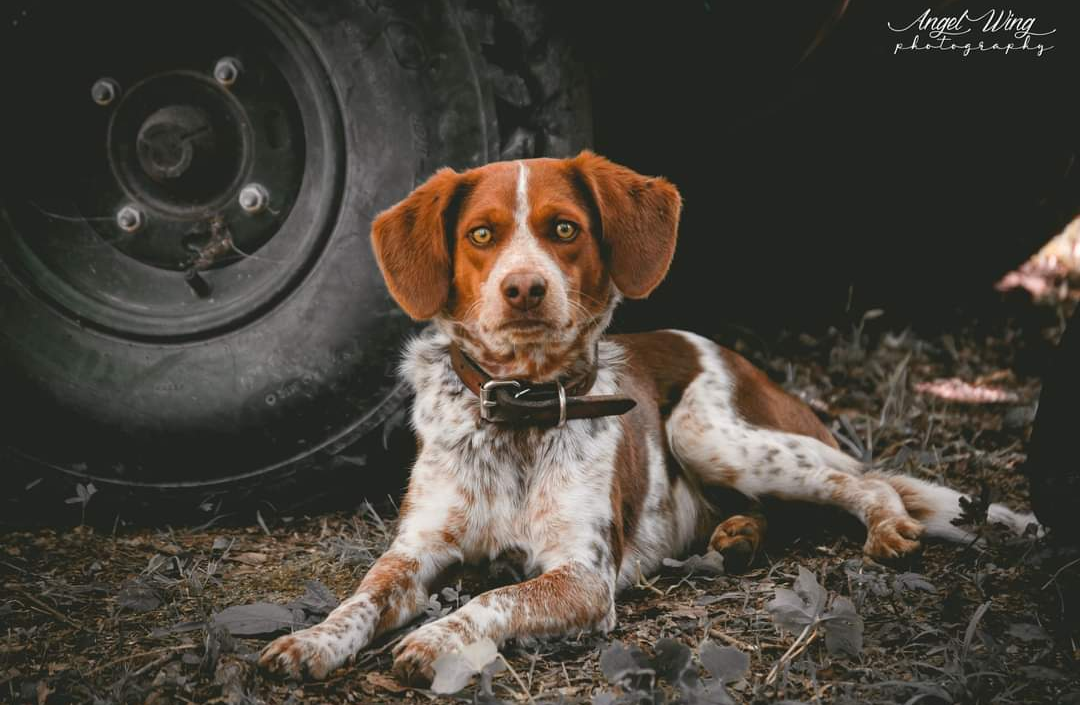Fancy's photo of camping with pets at Fancy Hill Cabins and RV Park LLC near Nashville, AR