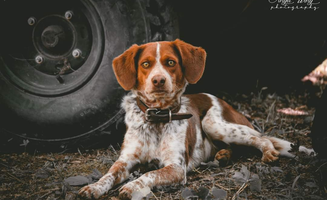 Fancy's photo of camping with pets at Fancy Hill Cabins and RV Park LLC near Murfreesboro, AR