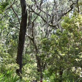 Review photo of Brickhill Bluff Wilderness Campsite — Cumberland Island National Seashore by PJ S., July 14, 2018