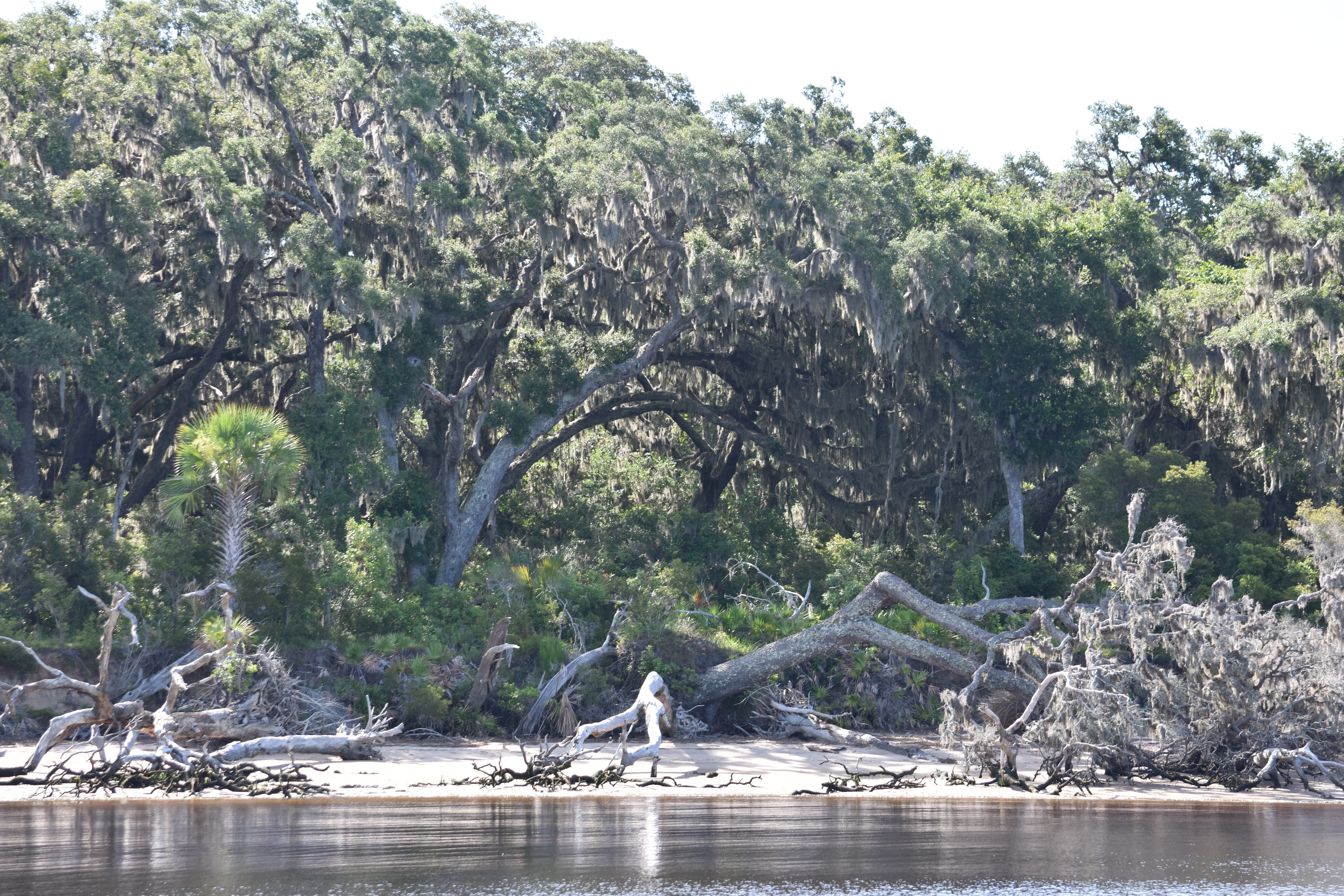 Camper submitted image from Brickhill Bluff Wilderness Campsite — Cumberland Island National Seashore - 1