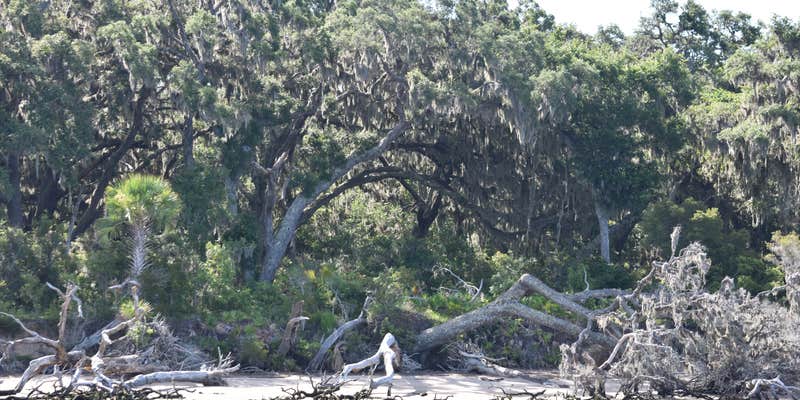 Camper submitted image from Brickhill Bluff Wilderness Campsite — Cumberland Island National Seashore