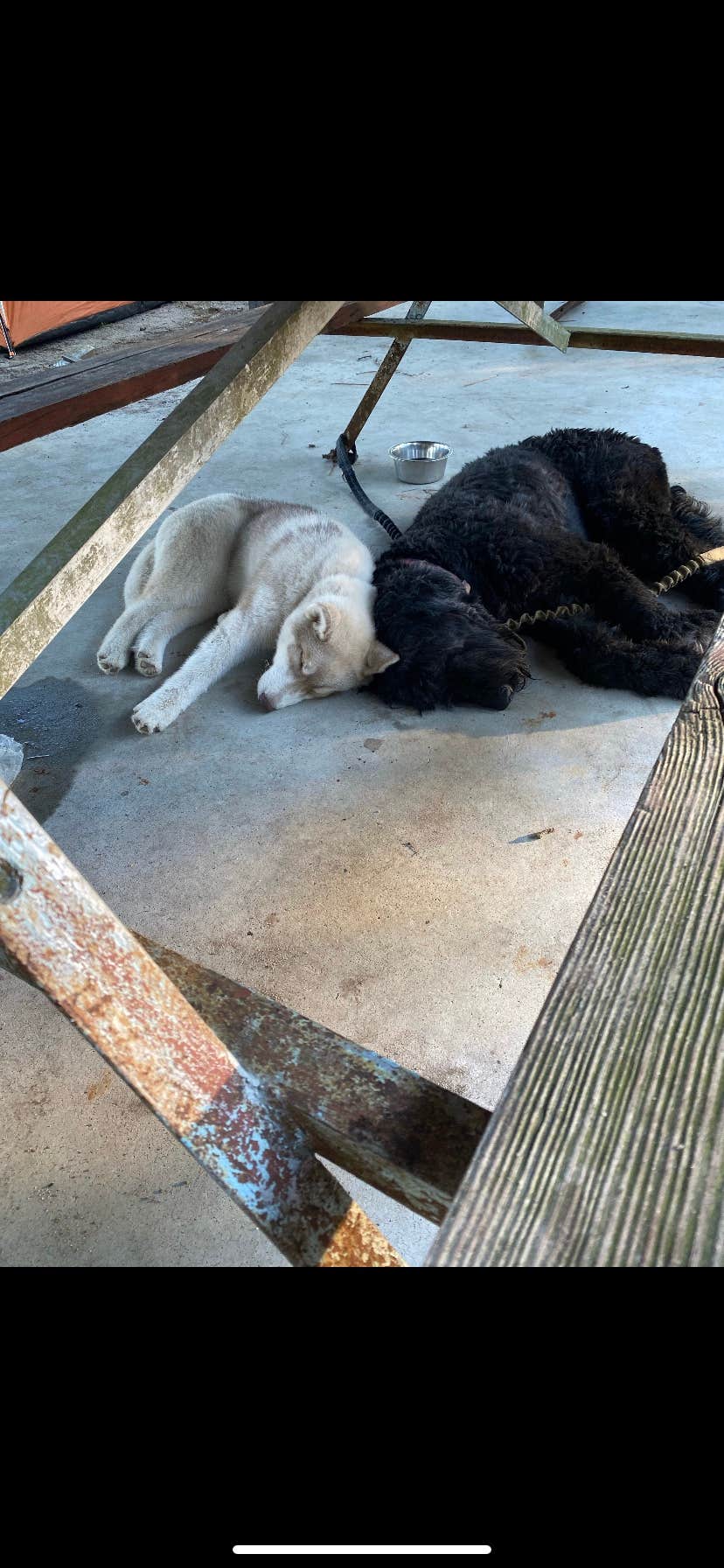 Chanel B.'s photo of camping with pets at Rainbow Acres Campground near Chester, VA