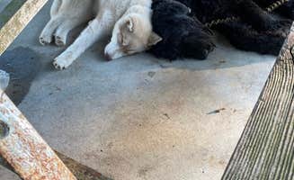 Chanel B.'s photo of camping with pets at Rainbow Acres Campground near Williamsburg, VA